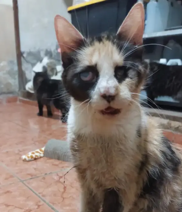 Cali Recuperada