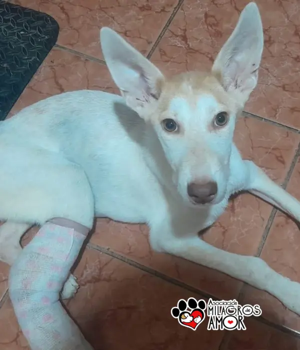 Imagen de Isabel